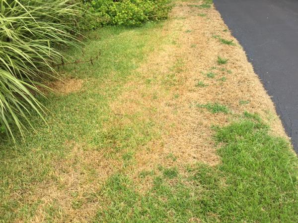 Patch of yellow lawn from cinch bug damage